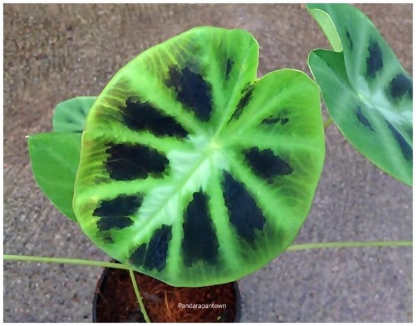 Colocasia affinis | พันธุ์ดาหลา - เมืองเชียงใหม่ เชียงใหม่