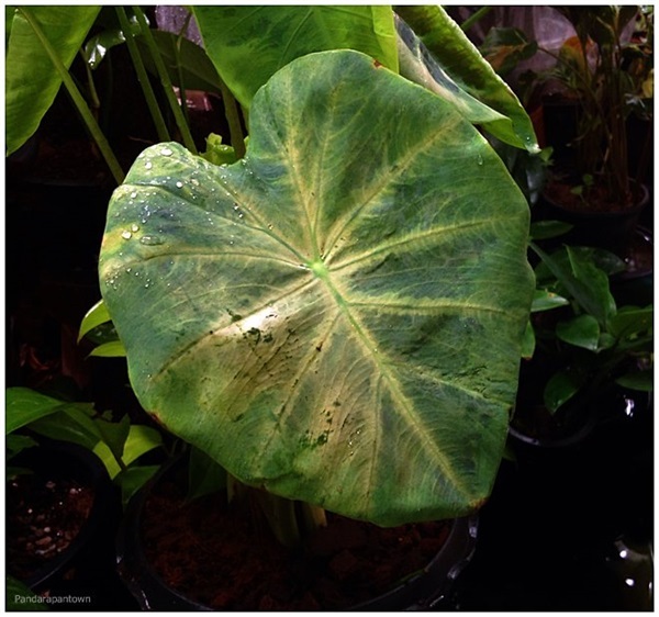 Colocasia affinis | พันธุ์ดาหลา - เมืองเชียงใหม่ เชียงใหม่