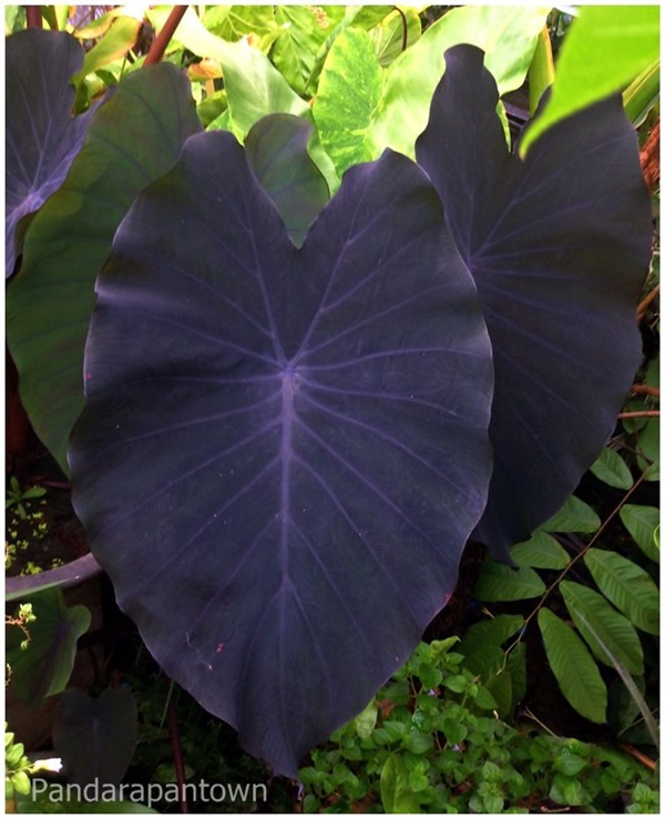 Colocasia Black Magic | พันธุ์ดาหลา - เมืองเชียงใหม่ เชียงใหม่