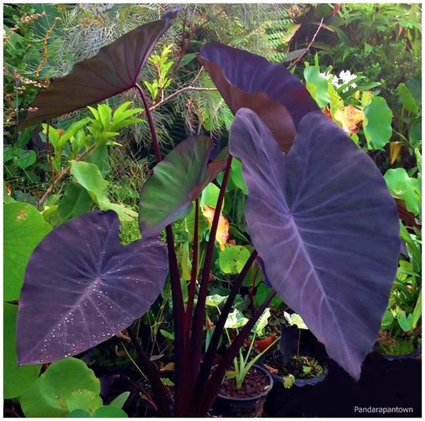 Colocasia BRN | พันธุ์ดาหลา - เมืองเชียงใหม่ เชียงใหม่