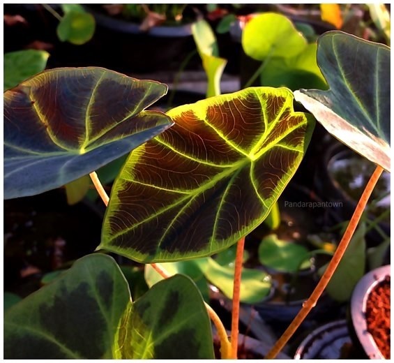 Colocasia affinis Schott | พันธุ์ดาหลา - เมืองเชียงใหม่ เชียงใหม่