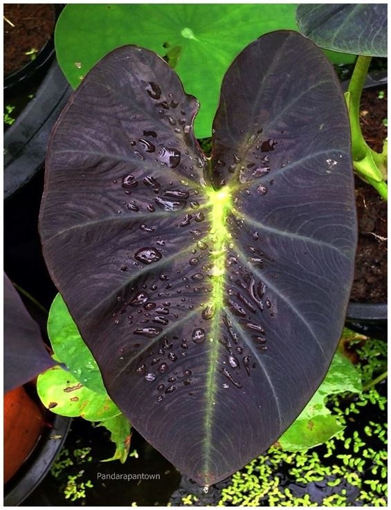 Colocasia Aloha