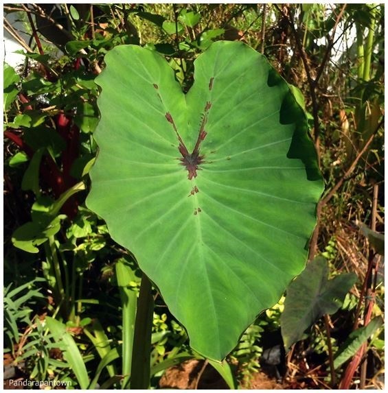 Colocasia Cherry Magic 