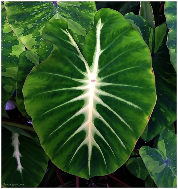 Colocasia esculenta nanciana | พันธุ์ดาหลา - เมืองเชียงใหม่ เชียงใหม่