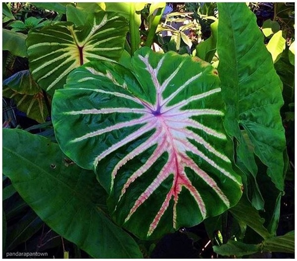 Colocasia White Lava