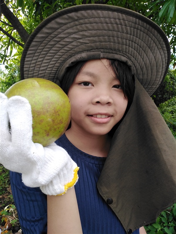 ขายผลตีนเป็ดน้ำสำหรับเพาะหรือทำโมบาย | เมล็ดพันธุ์ดี เกษตรวิถีไทย - เมืองระยอง ระยอง