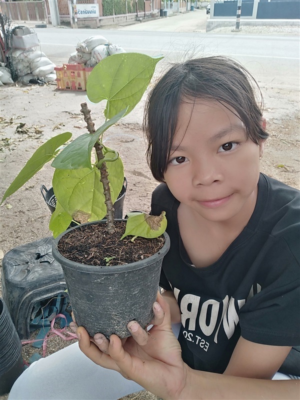 ต้นบรเพ็ด | เมล็ดพันธุ์ดี เกษตรวิถีไทย - เมืองระยอง ระยอง