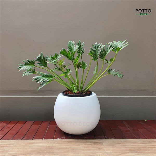 กระถางไฟเบอร์กลาสทรงโอ่งเล็ก สีขาว | POTTO DECOR - ลำลูกกา ปทุมธานี