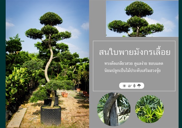 สนมังกรเลื้อย | บริษัท กิมการ์เด้นโฮลดิ้ง จำกัด (สำนักงานใหญ่) - บางใหญ่ นนทบุรี