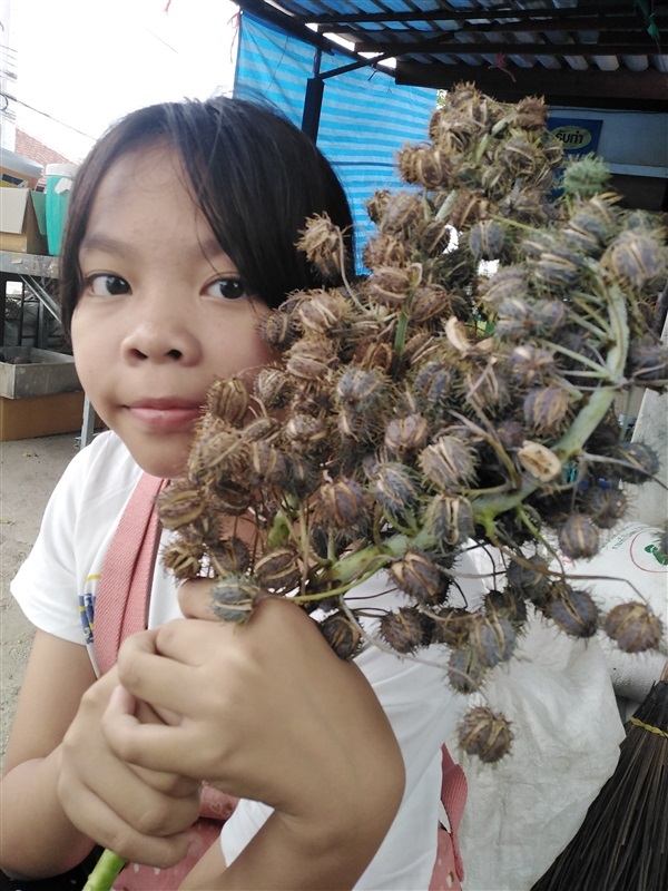 ขายเมล็ดละหุ่ง | เมล็ดพันธุ์ดี เกษตรวิถีไทย - เมืองระยอง ระยอง