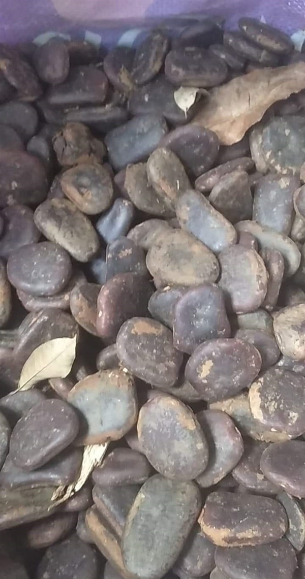 เมล็ดพันธุ์ไม้หลุมพอ