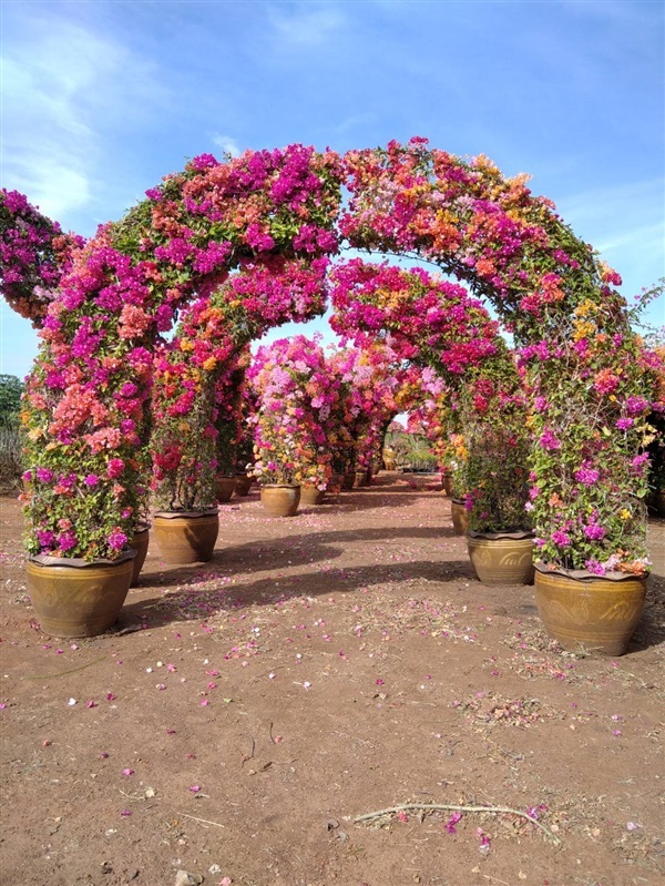 เฟื่องฟ้า | สวนสุขโขไม้ดอกไม้ประดับ - ประจันตคาม ปราจีนบุรี