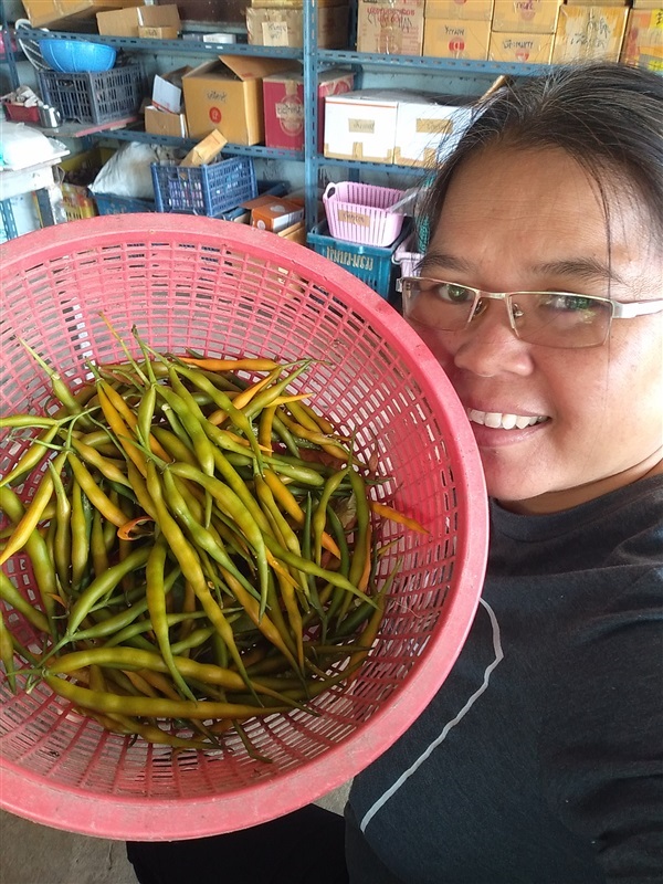 ขายเมล็ดพริกนายพราน | เมล็ดพันธุ์ดี เกษตรวิถีไทย - เมืองระยอง ระยอง