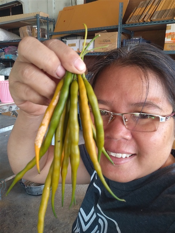 พริกนายพราน | เมล็ดพันธุ์ดี เกษตรวิถีไทย - เมืองระยอง ระยอง