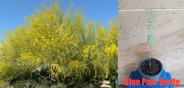 Blue Palo Verde