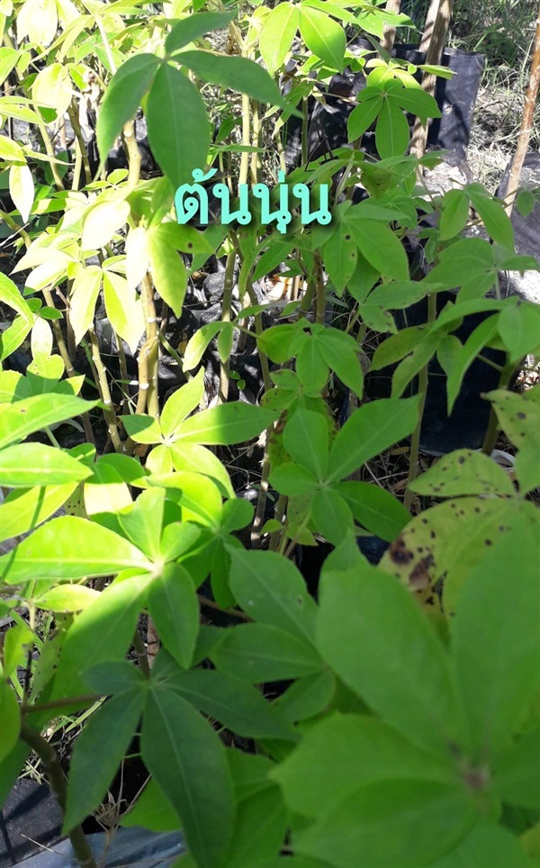 ต้นนุ่น | โชค พันธุ์ไม้ - เมืองปราจีนบุรี ปราจีนบุรี