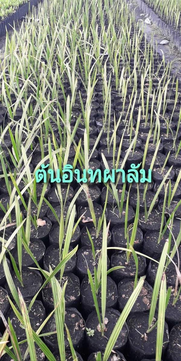 ต้นอินทผาลัม