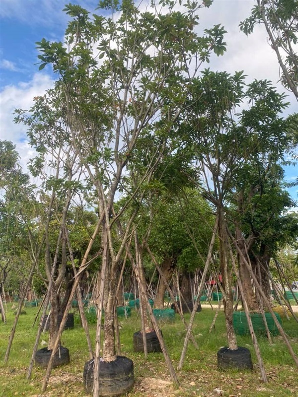 ต้นจิกน้ำ ขนาด 8 นิ้ว สูง 6 เมตร  | khonkaimai -  ปราจีนบุรี