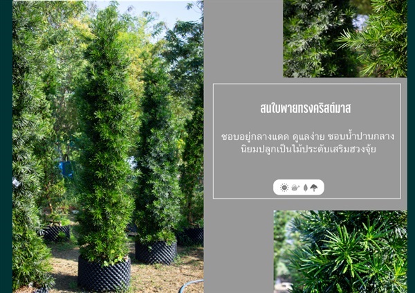 สนใบพายทรงคริสต์มาส | บริษัท กิมการ์เด้นโฮลดิ้ง จำกัด (สำนักงานใหญ่) - บางใหญ่ นนทบุรี