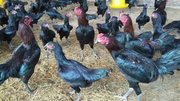 ไก่ประดู่หางดำเชียงใหม่1 | ประพันธ์ฟาร์มสุโขทัย -  กรุงเทพมหานคร
