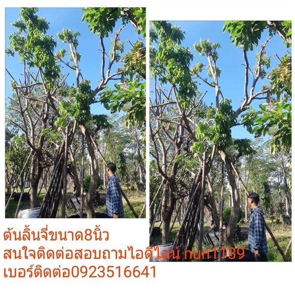 ต้นลิ้นจี่ | สวนป้าควรพันธ์ไม้ -  สระบุรี