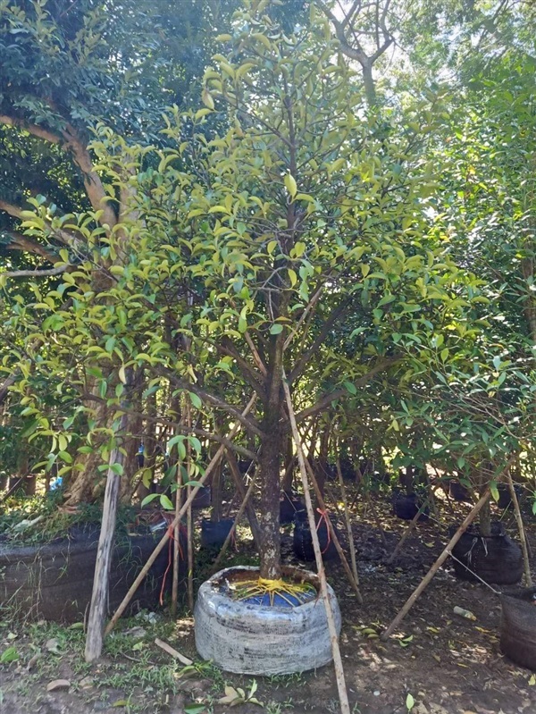 ต้นมังคุด | สวนป้าควรพันธ์ไม้ -  สระบุรี