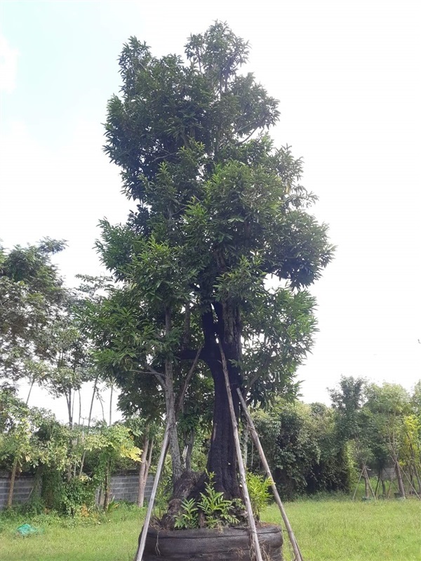 ต้นนางกวัก | สวนป้าควรพันธ์ไม้ -  สระบุรี