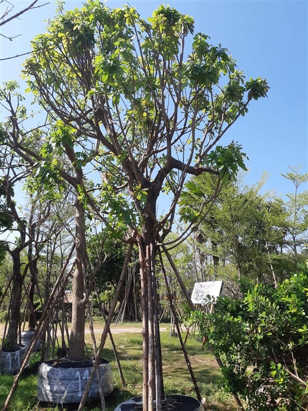ต้นจิกน้ำ10นิ้ว | สวนป้าควรพันธ์ไม้ -  สระบุรี