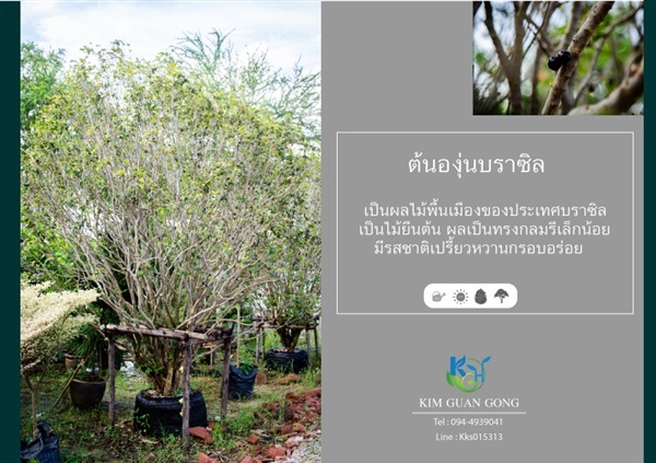 องุ่นบราซิล | บริษัท กิมการ์เด้นโฮลดิ้ง จำกัด (สำนักงานใหญ่) - บางใหญ่ นนทบุรี