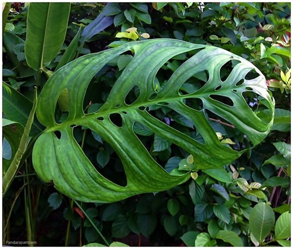 Monstera Esqueleto