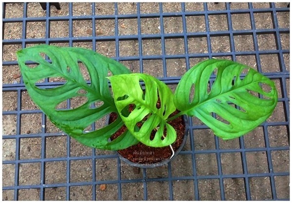 Monstera Esqueleto พลูฉลุยักษ์   | พันธุ์ดาหลา - เมืองเชียงใหม่ เชียงใหม่