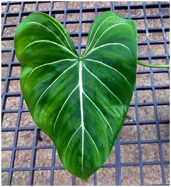 Philodendron Gloriosum  ก้านกลม