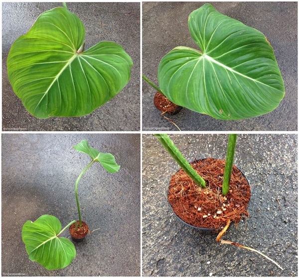 Philodendron Gloriosum  | พันธุ์ดาหลา - เมืองเชียงใหม่ เชียงใหม่