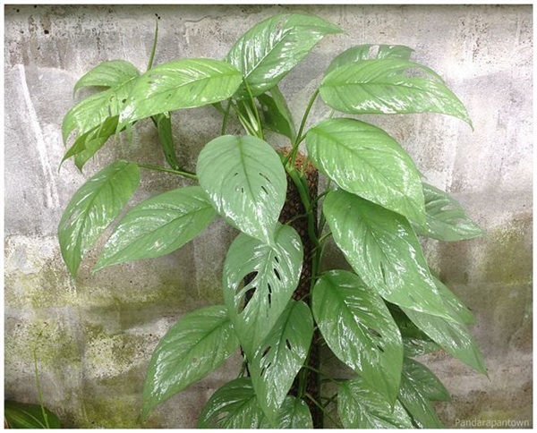  Philodendron ‘Cebu Blue’ (Epipremnum pinnatum)