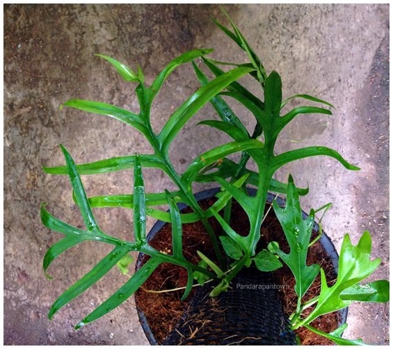 Philodendron Elegans | พันธุ์ดาหลา - เมืองเชียงใหม่ เชียงใหม่