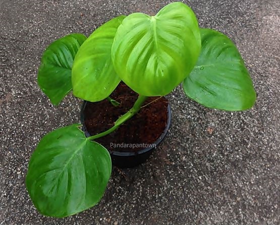 Philodendron Eximium | พันธุ์ดาหลา - เมืองเชียงใหม่ เชียงใหม่