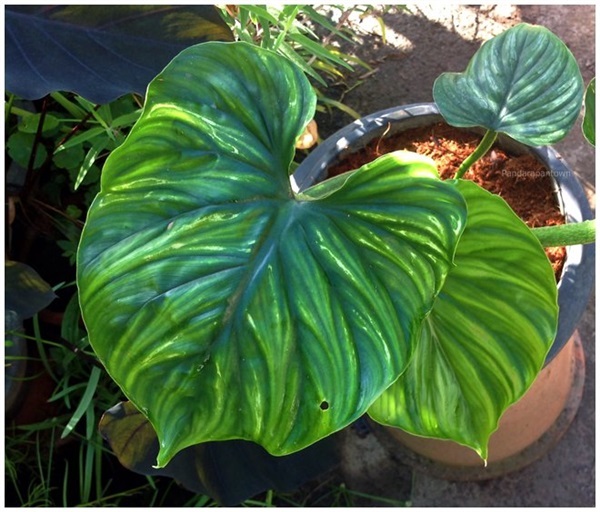 Philodendron Plowmanii