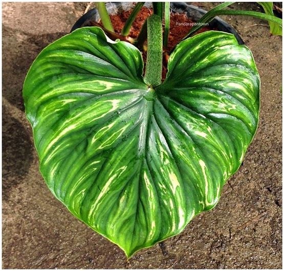 Philodendron Plowmanii  