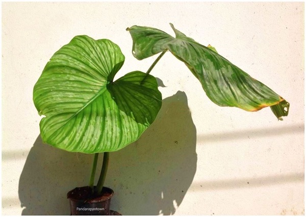 Philodendron Mamei | พันธุ์ดาหลา - เมืองเชียงใหม่ เชียงใหม่