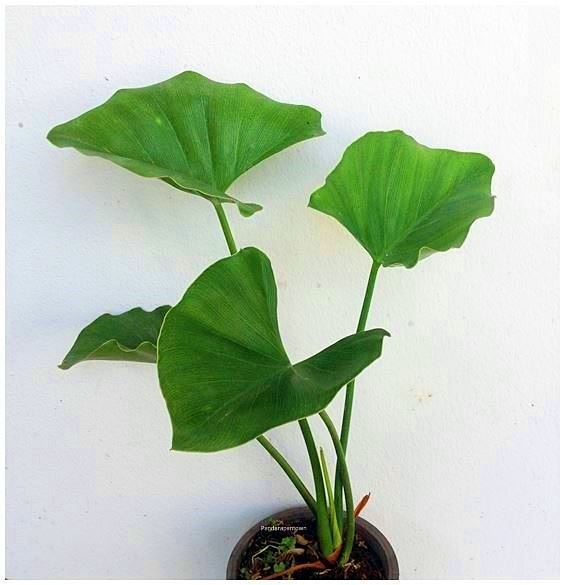 Philodendron Tweedianum | พันธุ์ดาหลา - เมืองเชียงใหม่ เชียงใหม่