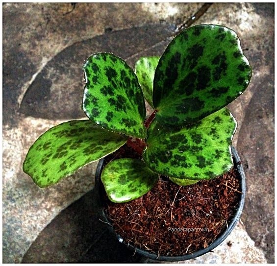 Begonia Blancii  | พันธุ์ดาหลา - เมืองเชียงใหม่ เชียงใหม่