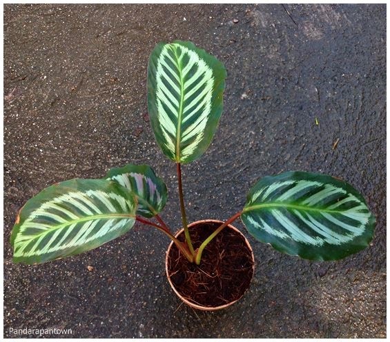 Calathea Cora  | พันธุ์ดาหลา - เมืองเชียงใหม่ เชียงใหม่