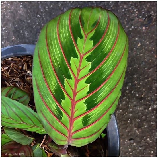 Calathea Maranta | พันธุ์ดาหลา - เมืองเชียงใหม่ เชียงใหม่