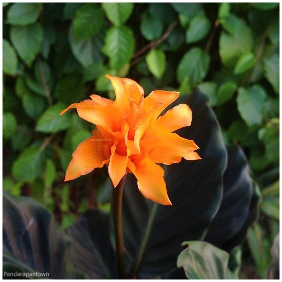 Calathea Crocata