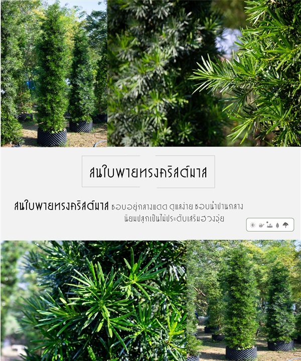 สนใบพายทรงคริสต์มาส | บริษัท กิมการ์เด้นโฮลดิ้ง จำกัด (สำนักงานใหญ่) - บางใหญ่ นนทบุรี