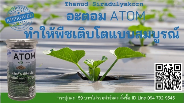 อะตอม (ATOM) อะมิโนแท่ง | สวนคุณธนัชพันธุ์ไม้ - ลำลูกกา ปทุมธานี