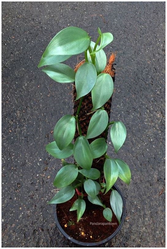 Philodendron  Hastatum (Silver Sword) | พันธุ์ดาหลา - เมืองเชียงใหม่ เชียงใหม่