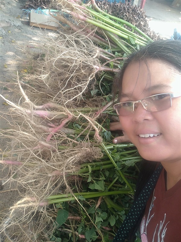 ขายรากผักโขมตากแห้ง | เมล็ดพันธุ์ดี เกษตรวิถีไทย - เมืองระยอง ระยอง