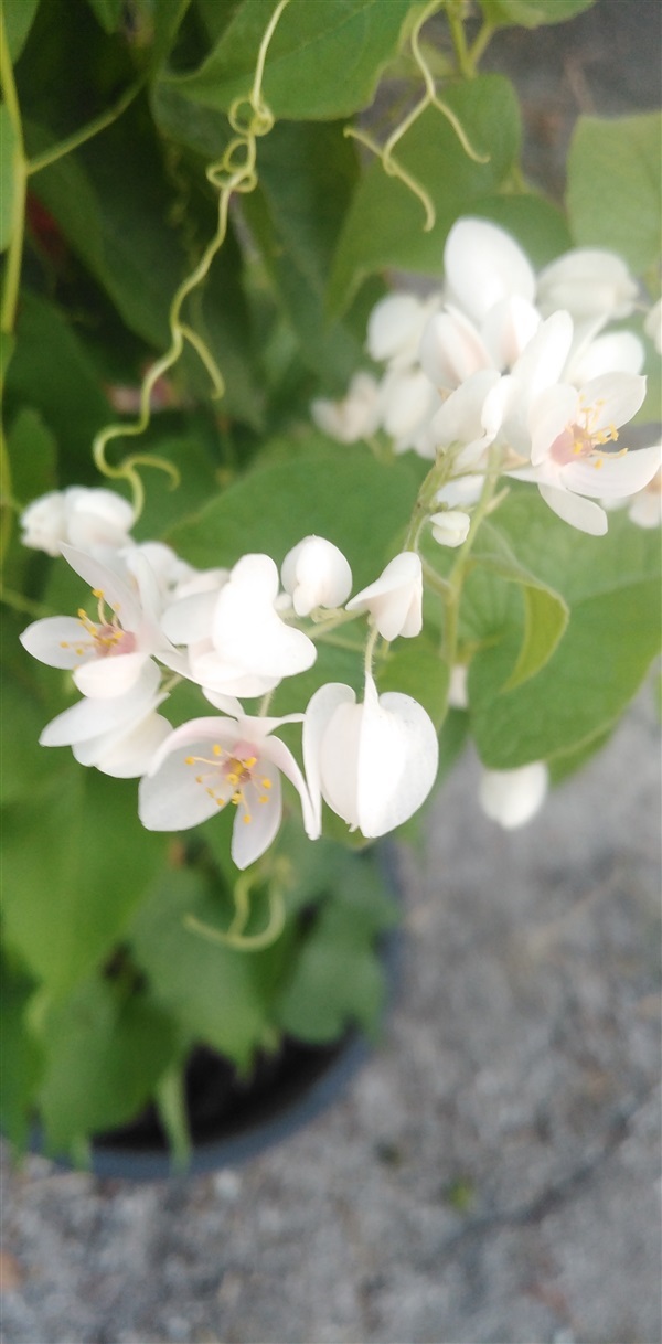 พวงขาว พวงชมพูสีขาว | เมล็ดพันธุ์ดี เกษตรวิถีไทย - เมืองระยอง ระยอง