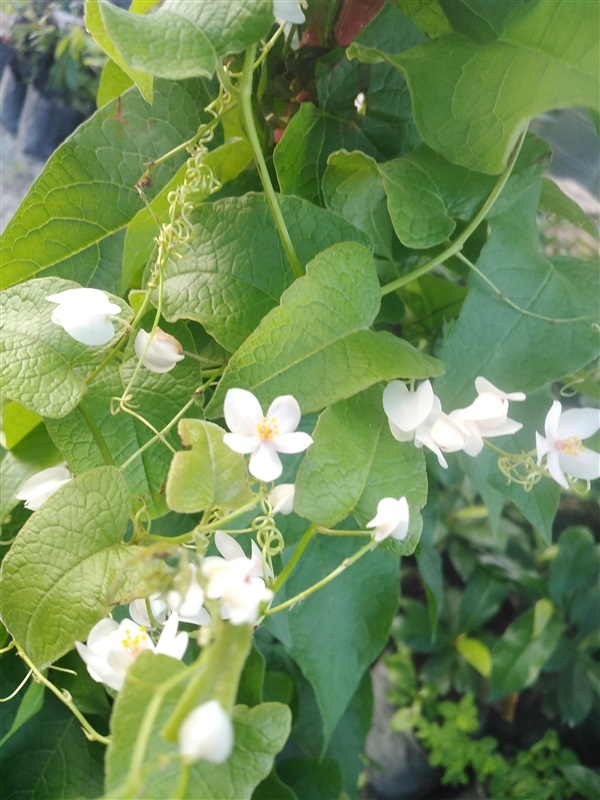 พวงขาว พวงชมพูสีขาว | เมล็ดพันธุ์ดี เกษตรวิถีไทย - เมืองระยอง ระยอง
